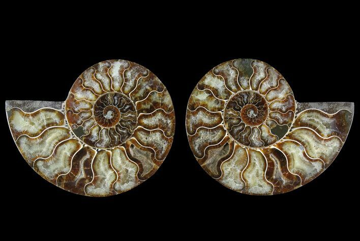 Agate Replaced Ammonite Fossil - Madagascar #168994